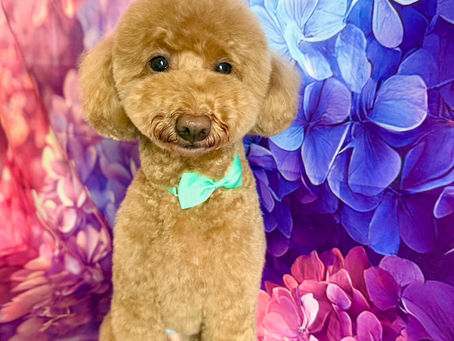 6/13ご来店のお客様✂