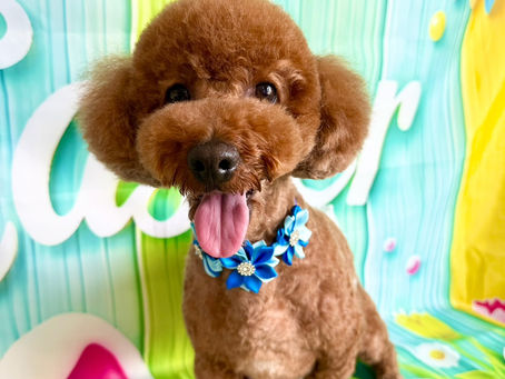 4/13ご来店のお客様✂