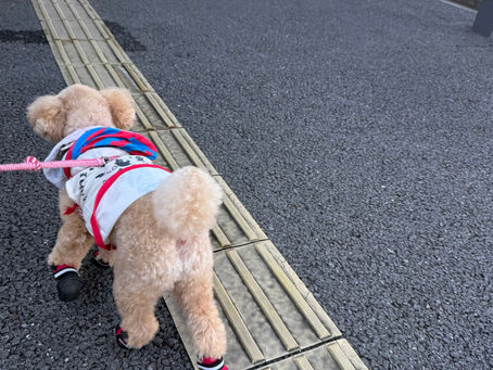 シナこむたんおはよう💗