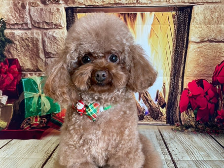 12/2ご来店のお客様✂