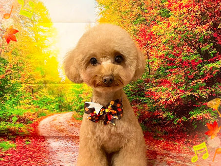 11/18ご来店のお客様✂