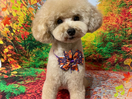 11/27ご来店のお客様✂