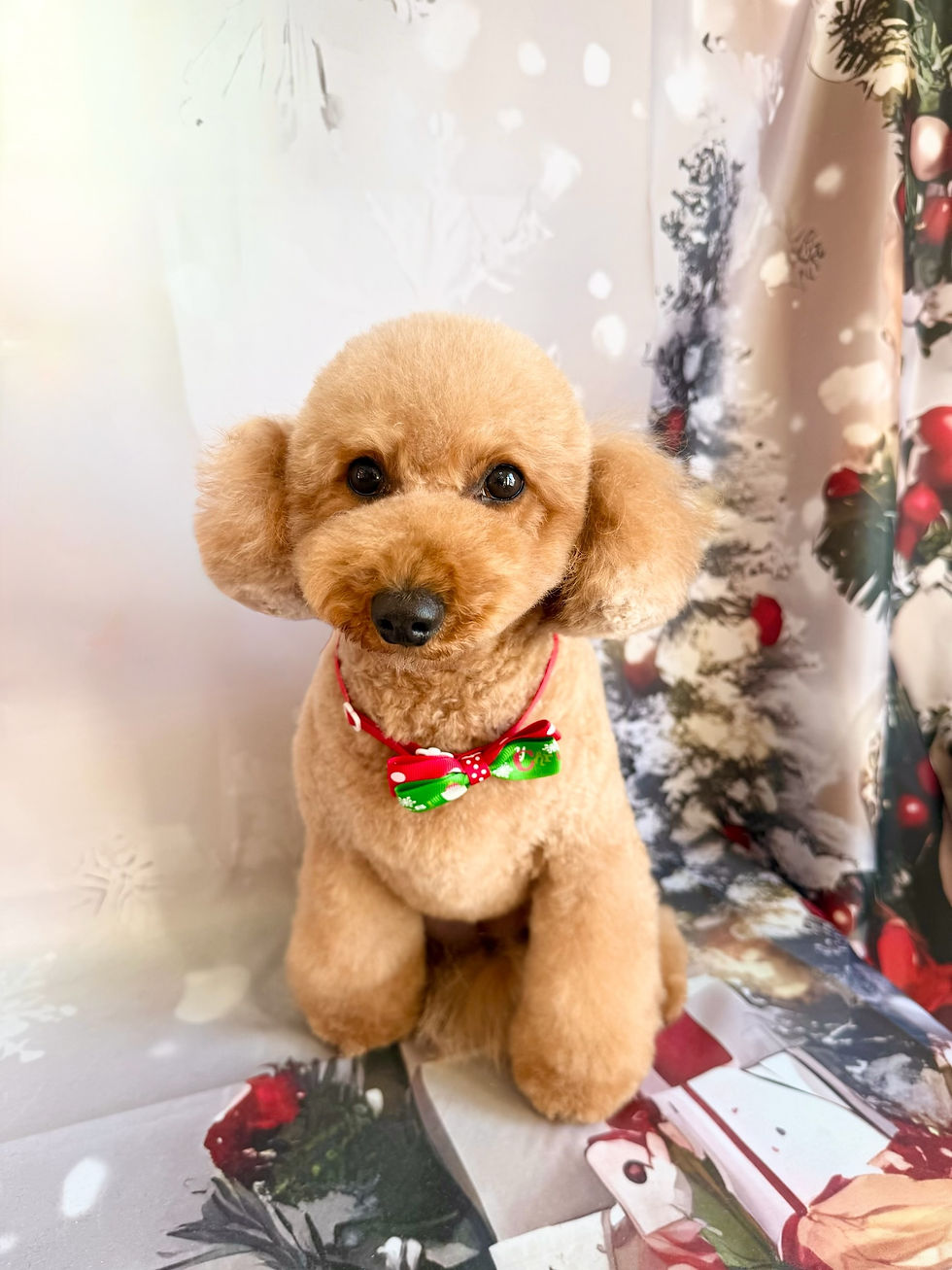 12/19ご来店のお客様✂