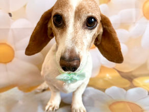 3/3ご来店のお客様✂