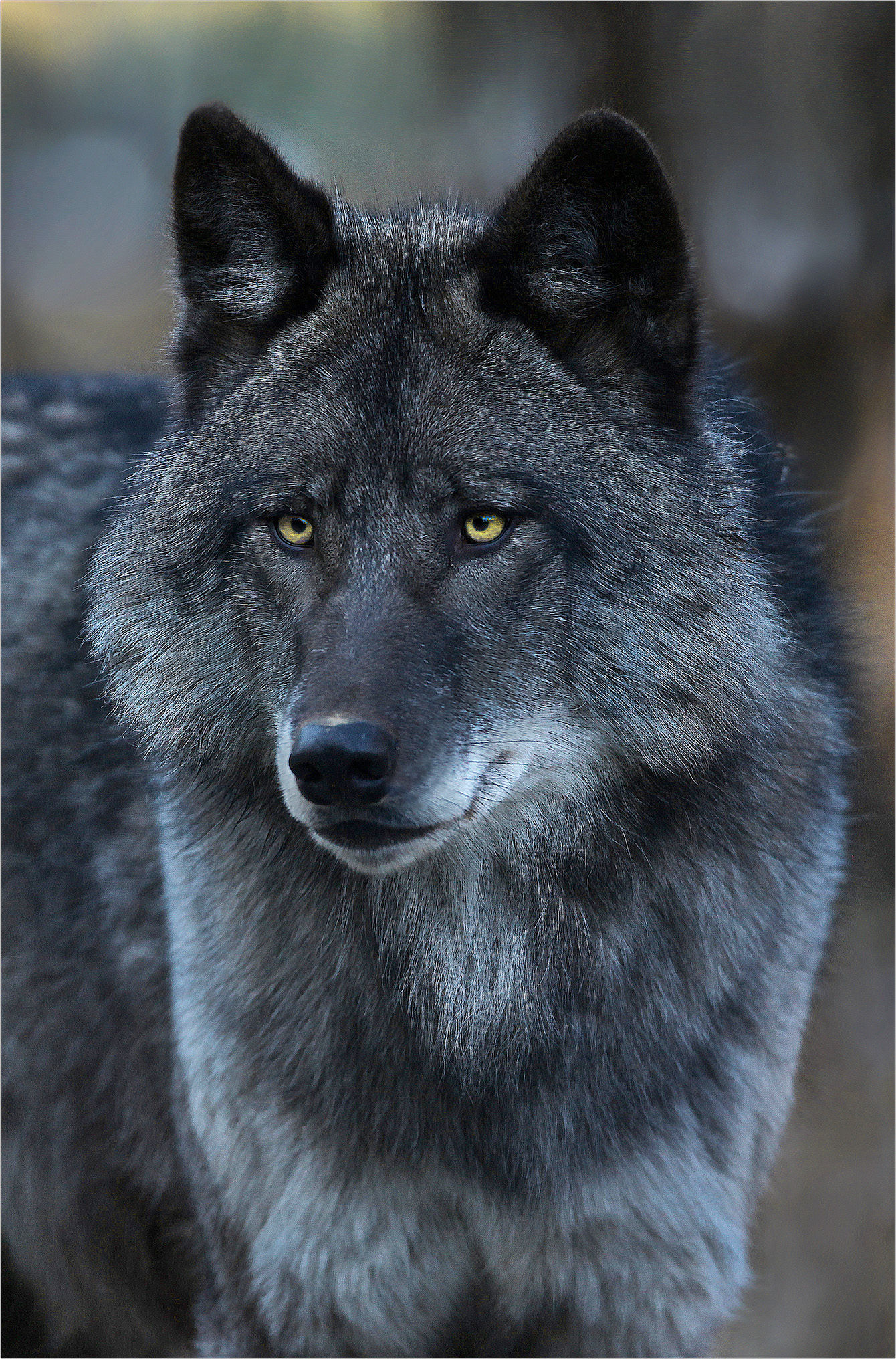Black Wolf Portrait (metal)