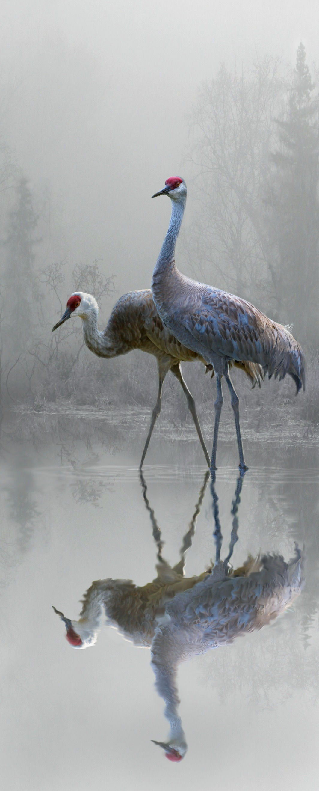 Misty Morning Cranes (metal)
