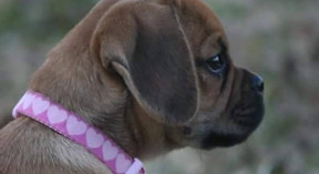 Profile of Lucy the Puggle with pink collar