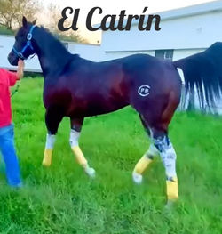 El Catrín