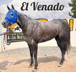 El Venado