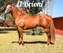 El Bríoni