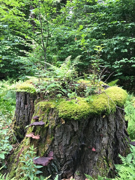 Fairy realms and collecting across the country