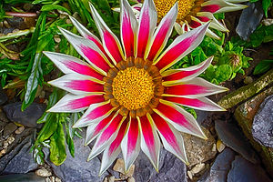 Star Flower.jpg