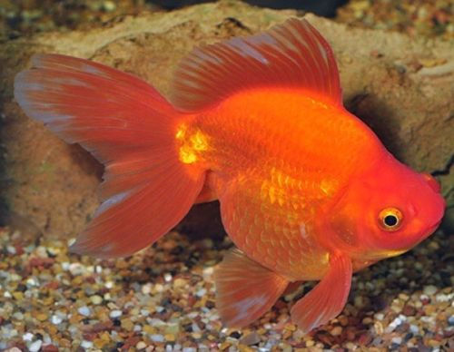 Thumbnail: 12x Fantail Goldfish 3cm