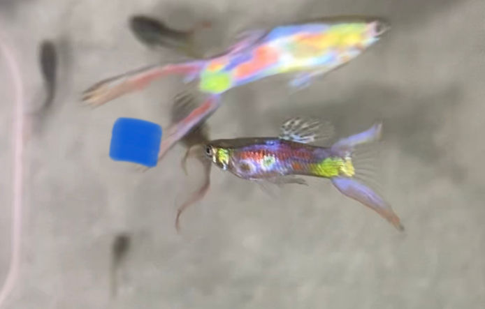 Thumbnail: Lyre Tail Guppy