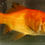 Thumbnail: Red Comet Goldfish 5-6"