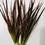 Thumbnail: 5x Bunches Dracaena Marginata