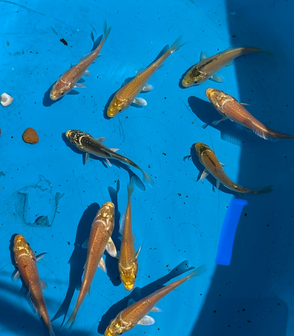 Thumbnail: 1x Gold Ogon 3-4"