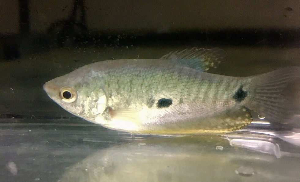 Thumbnail: 5x Mixed Gourami