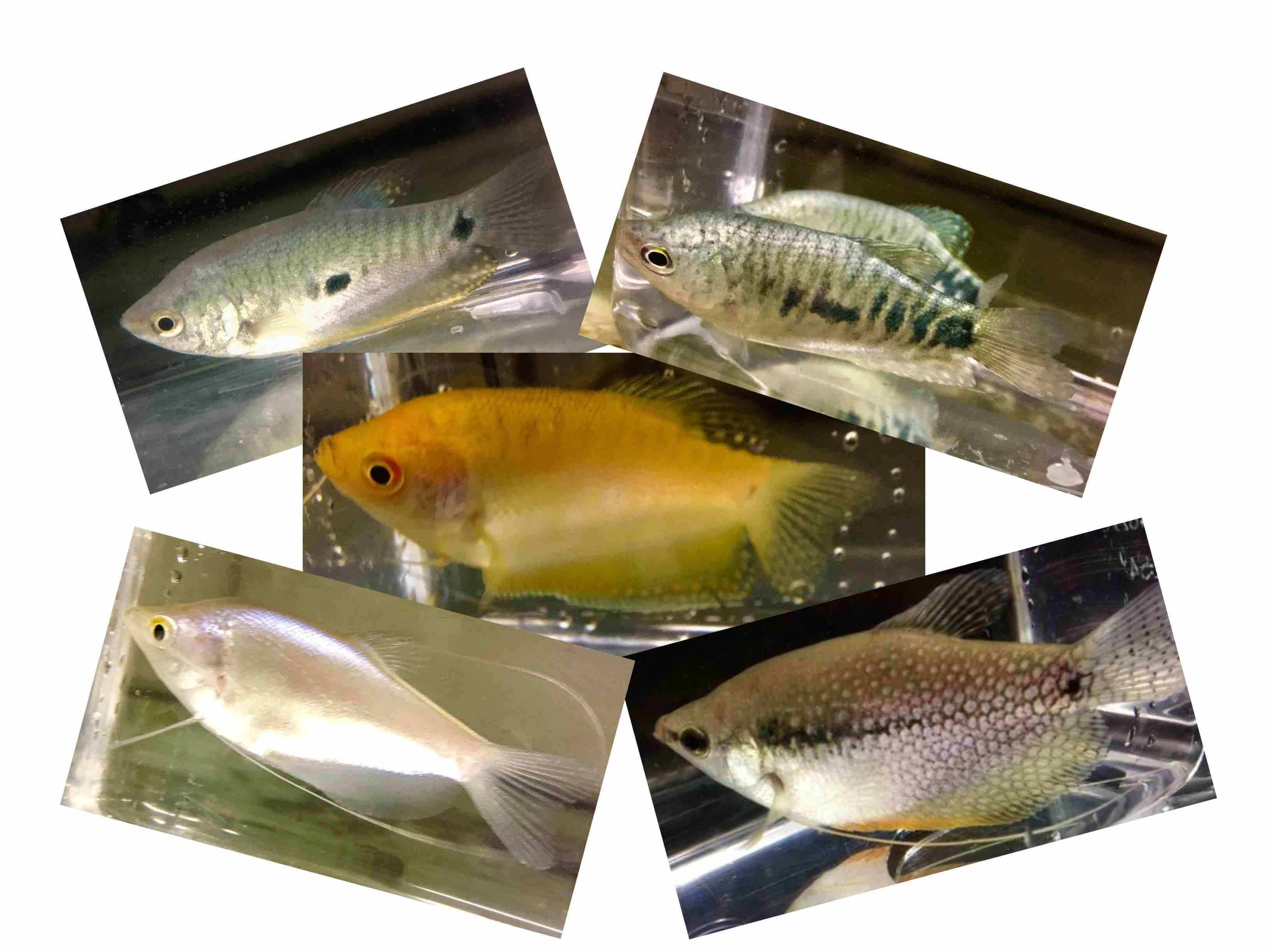 5x Mixed Gourami