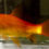 Thumbnail: Red Comet Goldfish 5-6"