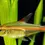 Thumbnail: 10x Glowlight Tetra