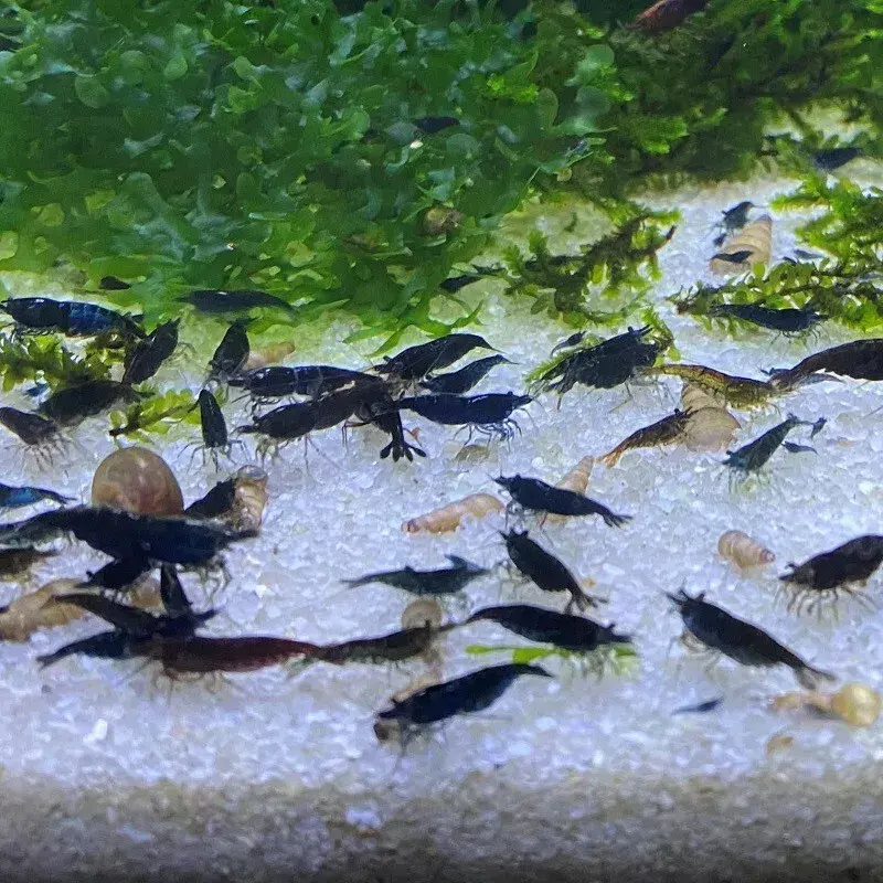 Thumbnail: Black Shrimp