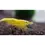 Thumbnail: 10x Yellow Shrimp