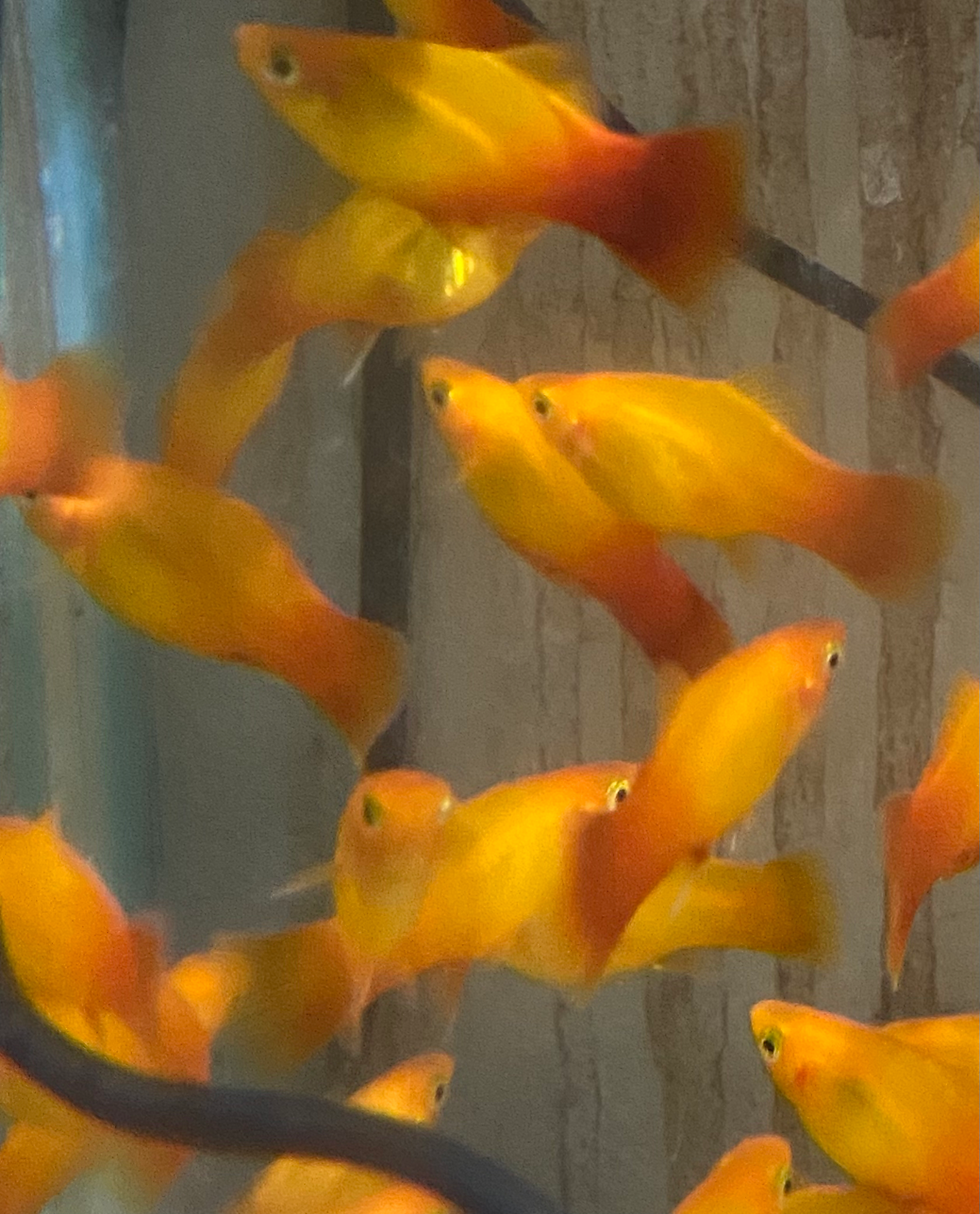 Thumbnail: 10x Sunset Platy