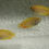 Thumbnail: 2x Gold Honey Dwarf Gourami