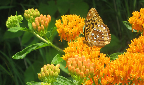 spangled fritillary3.JPG