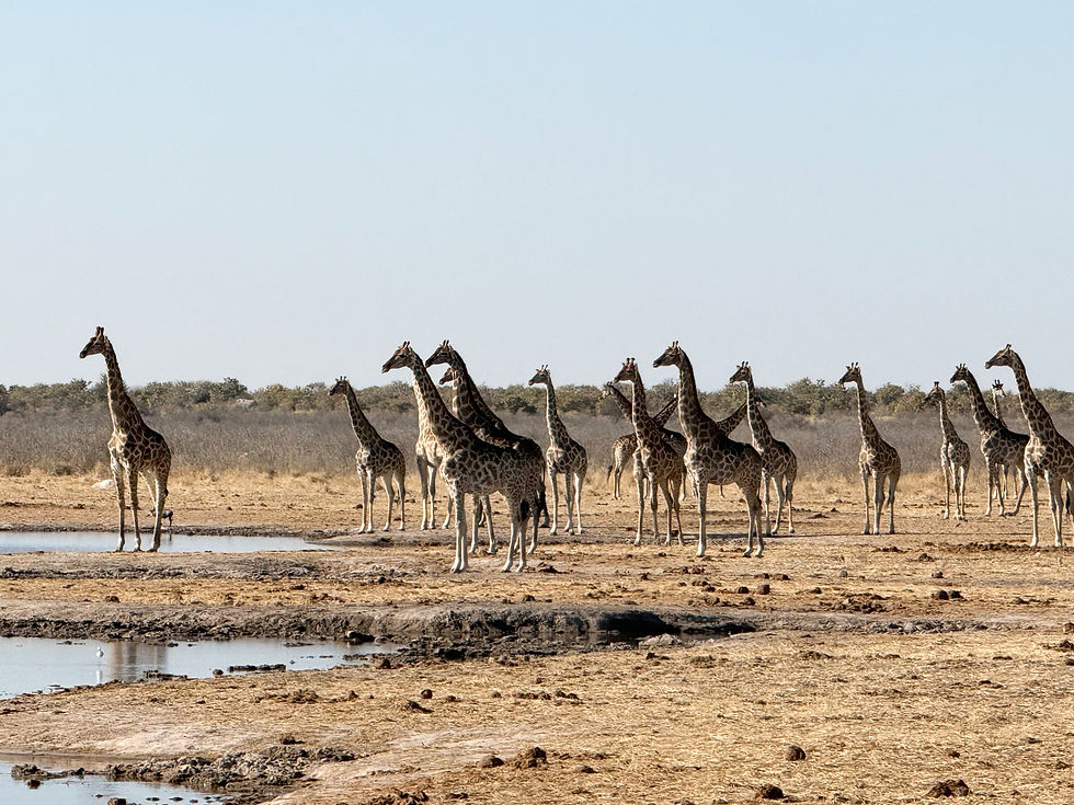 These were anxiously watching an approaching female lion