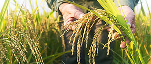 man picking grain of rice