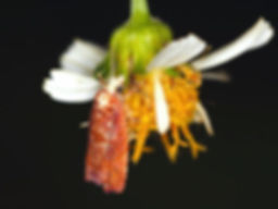 Episimus kimballi
