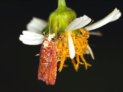 Episimus kimballi
