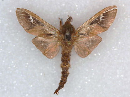 Oiketicus abbotii, Abbot's Bagworm Moth