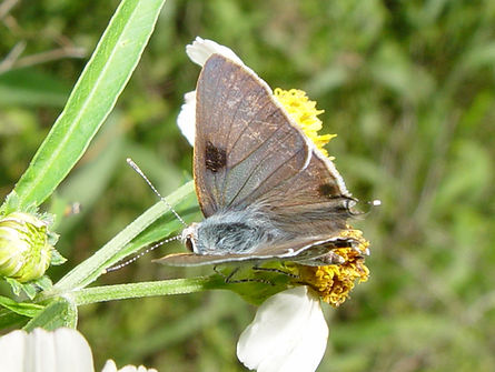 Strymon istapa, Mallow Scrub-Hairstreak