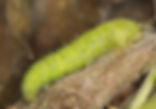 Nathalis iole, Dainty Sulphur larva