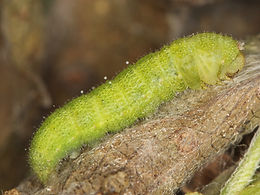 Nathalis iole, Dainty Sulphur larva