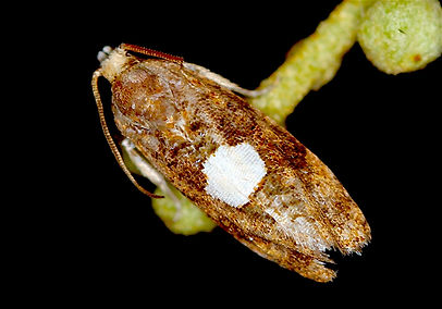 Cydia palmetum