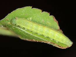 Nathalis iole, Dainty Sulphur larva