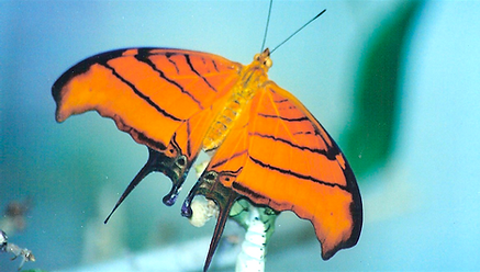 Marpesia petreus, Ruddy Daggerwing