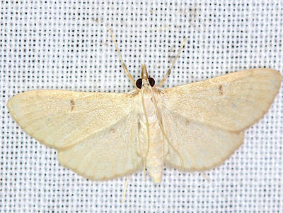 Blepharomastix achroalis