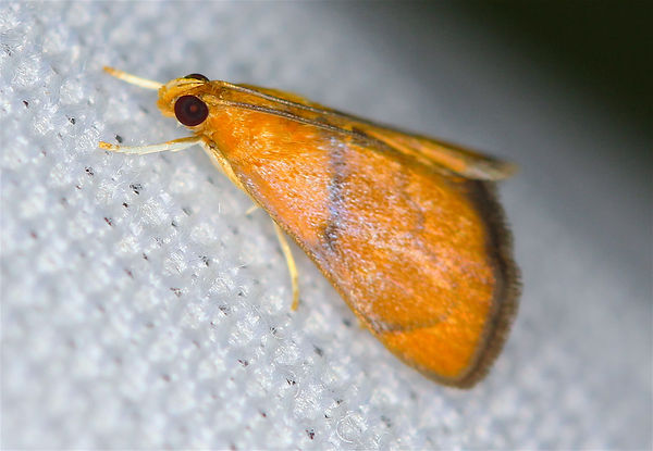 Plumegesta largalis