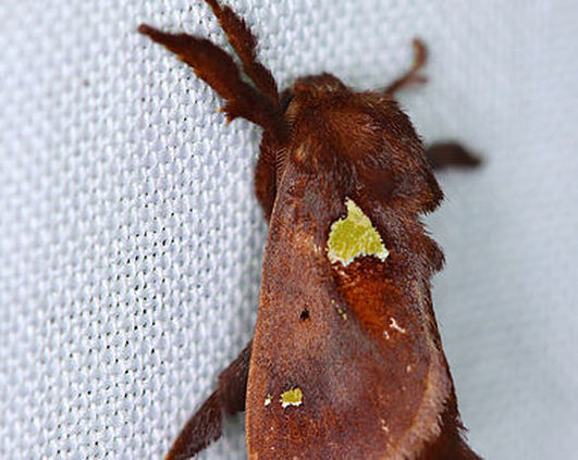 Euclea nanina, Nanina Oak-Slug Moth