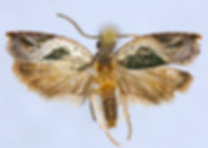 Ancylis virididorsana