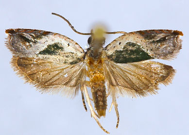 Ancylis virididorsana