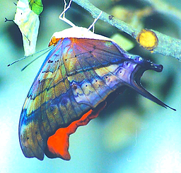 Marpesia petreus, Ruddy Daggerwing