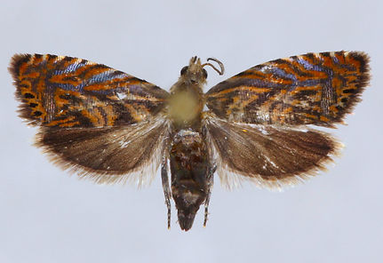 Dichrorampha manilkara