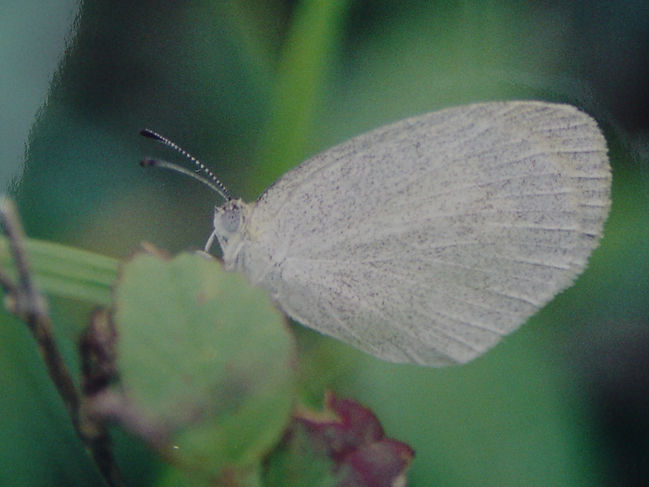 Eurema daira, Barred Yellow