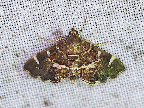 Hymenia perspectalis, Spotted Beet Webworm Moth